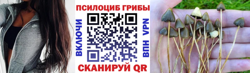 продажа наркотиков  Суоярви  Псилоцибиновые грибы MAGIC MUSHROOMS 